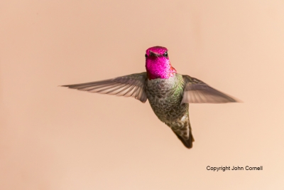 Annas-Hummingbird;Calypte-anna;Flying-Bird;Hummingbird;Photography;action;active